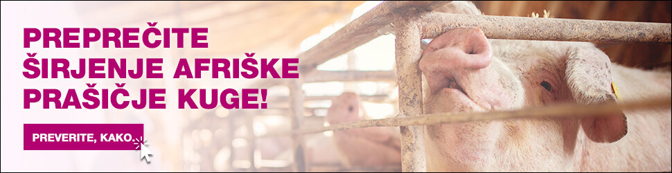 Preprečite širjenje afriške prašičje kuge
